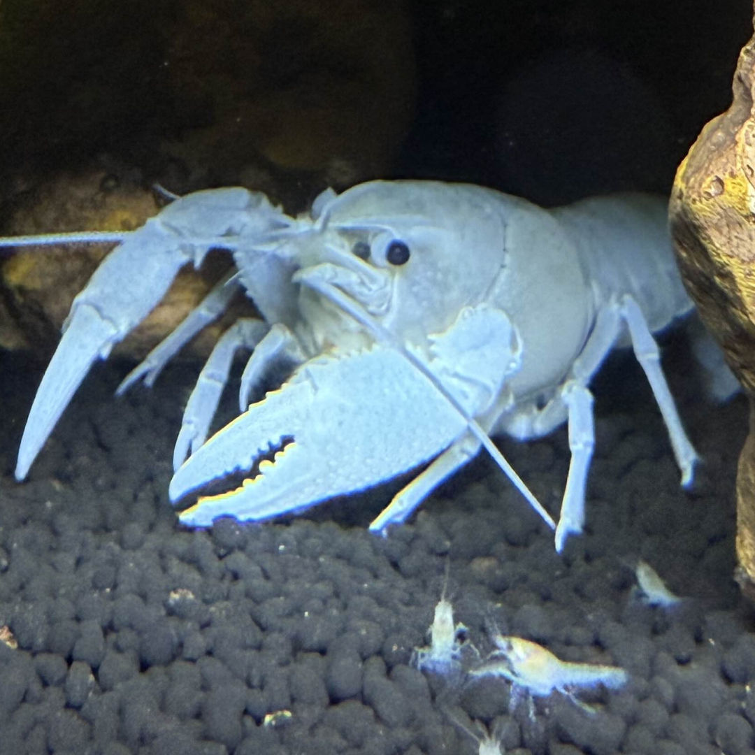 White Crayfish in an aquarium setting with rocks and gravel.