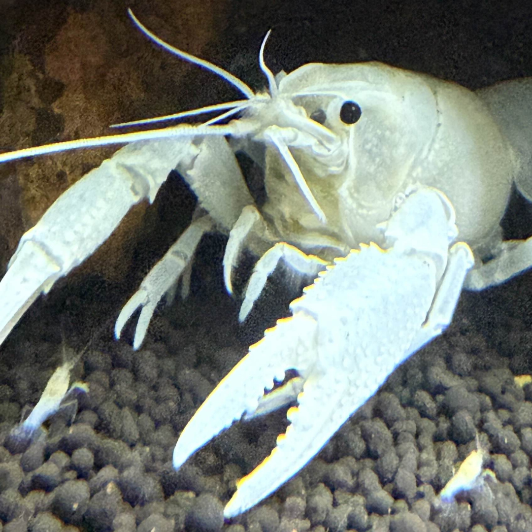 White crayfish on a dark gravel substrate
