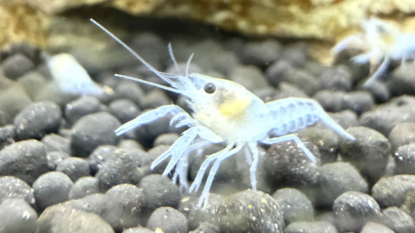 White crayfish on a bed of gray pebbles