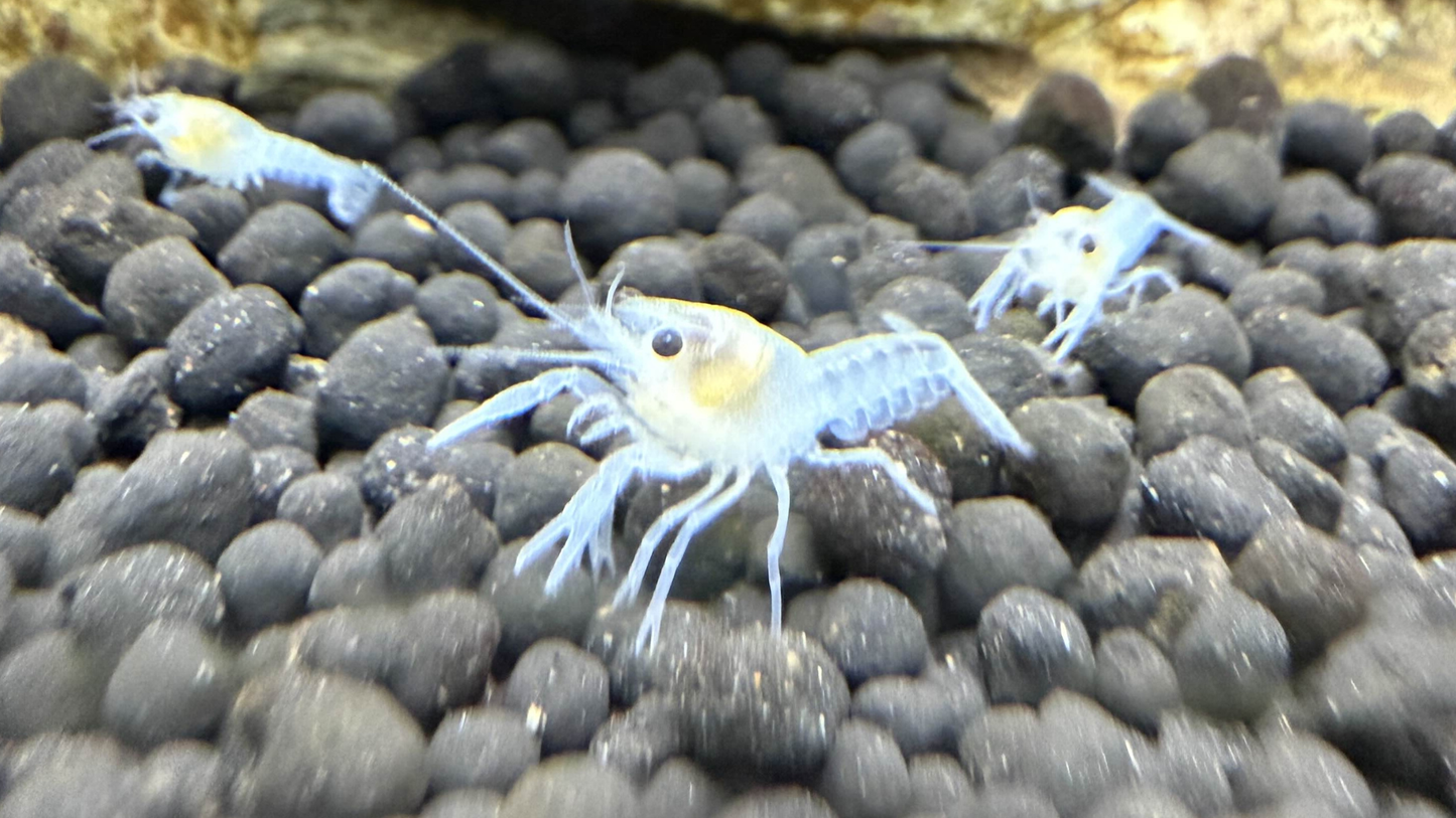 Three small crayfish on a bed of dark pebbles