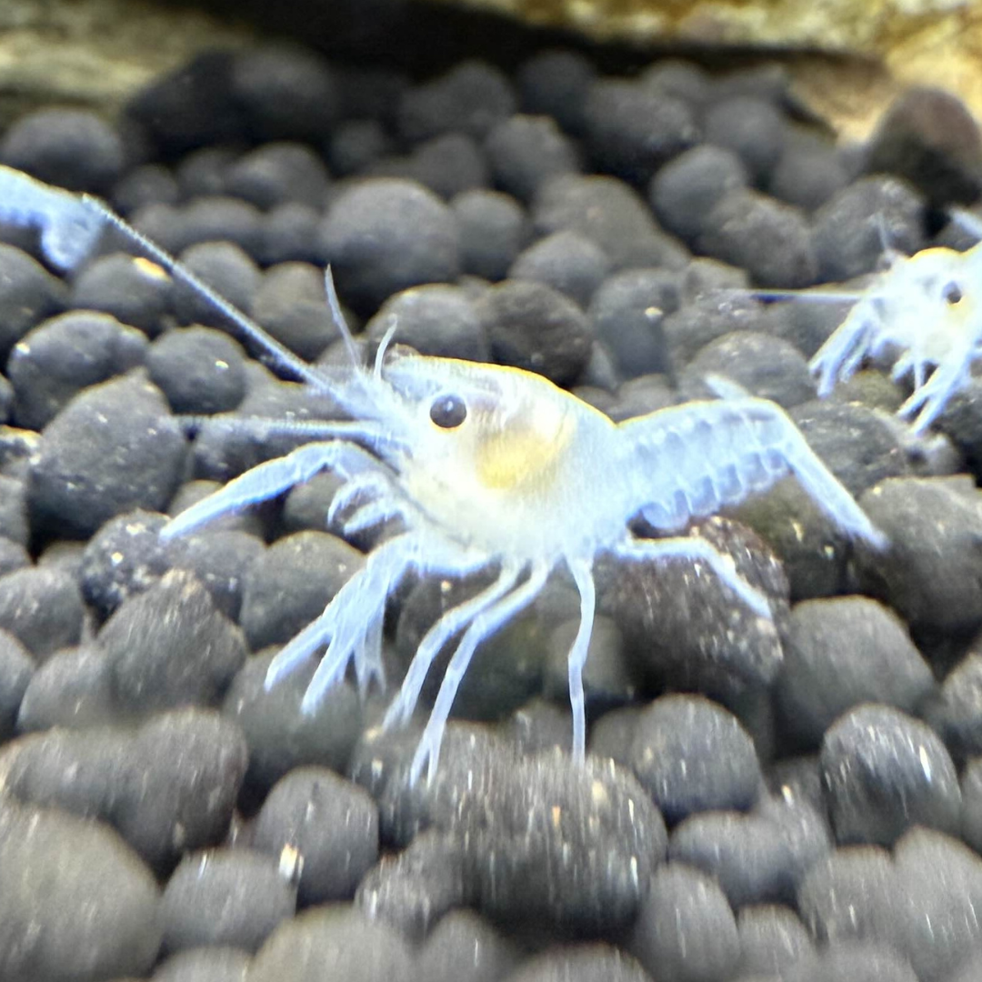 A small crayfish on dark colored substrate
