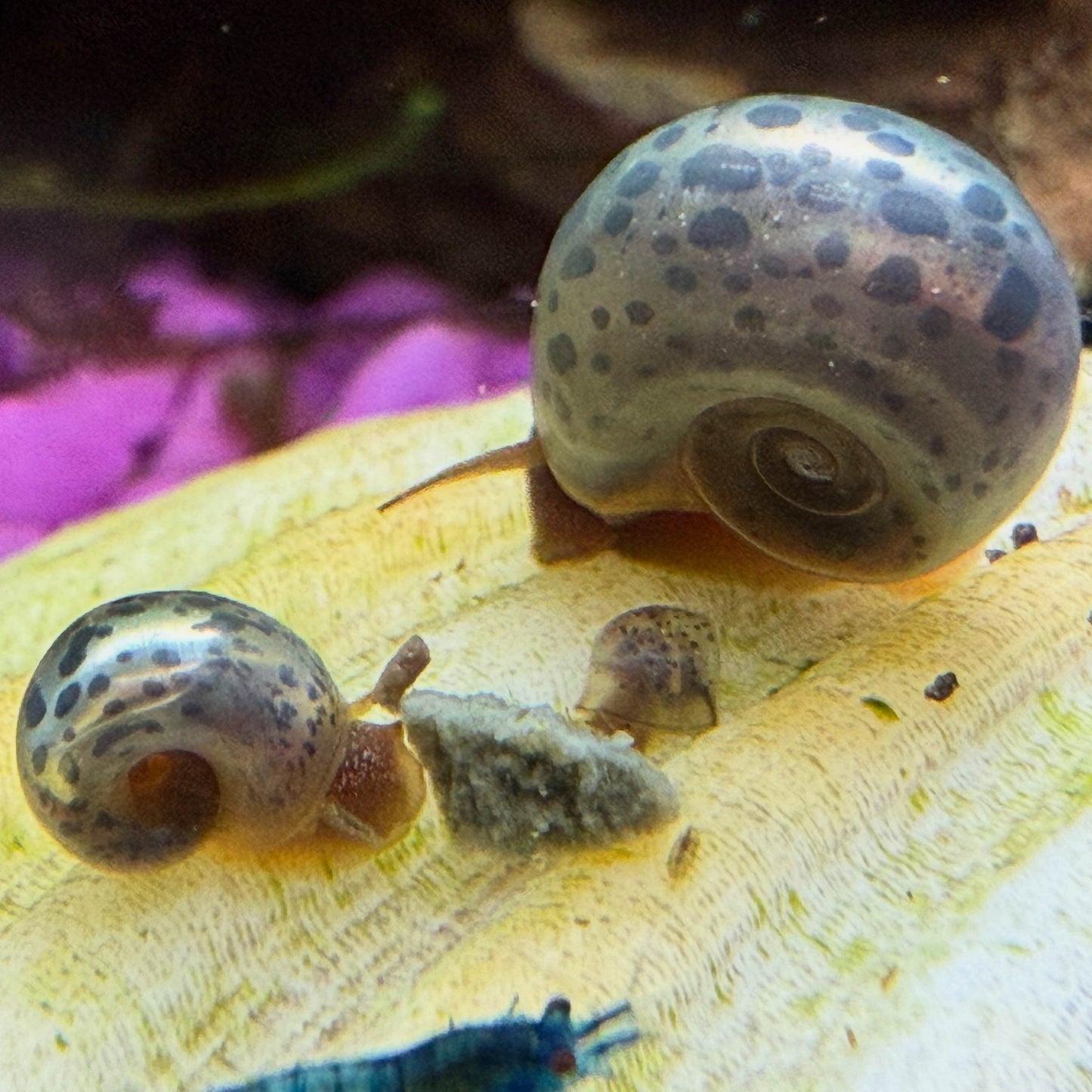 3 Blue Leopard Ramshorn Snails on a shell eating food together.