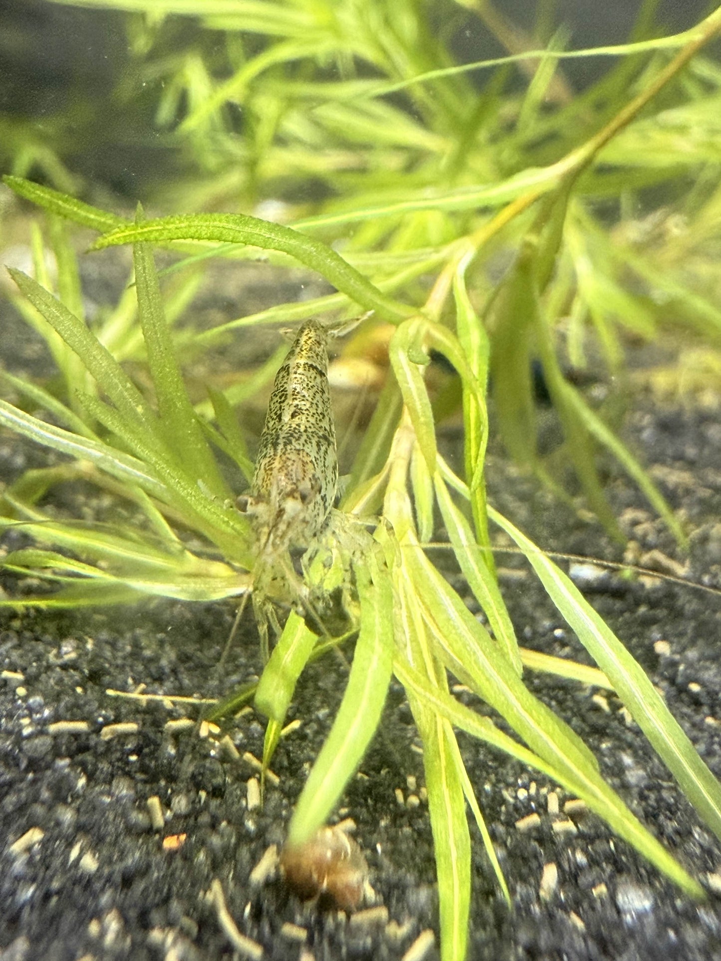 Small orange eye trait carrier shrimp among green aquatic plants on a dark substrate