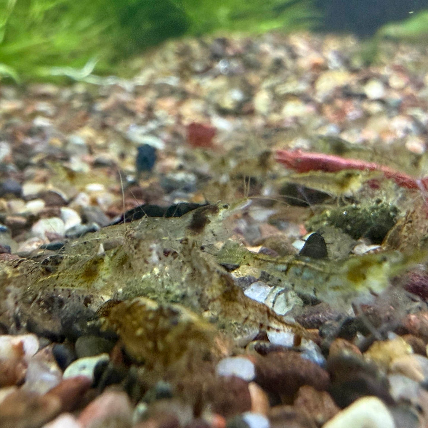 A large number of translucent cull shrimp feeding on food.