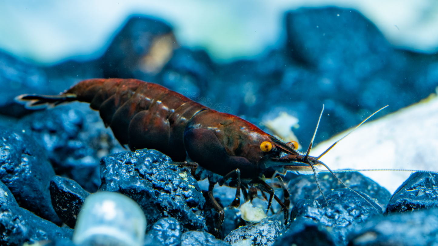 Vibrant orange eye black rose neocaridina shrimp in an aquarium with rocks and plants.