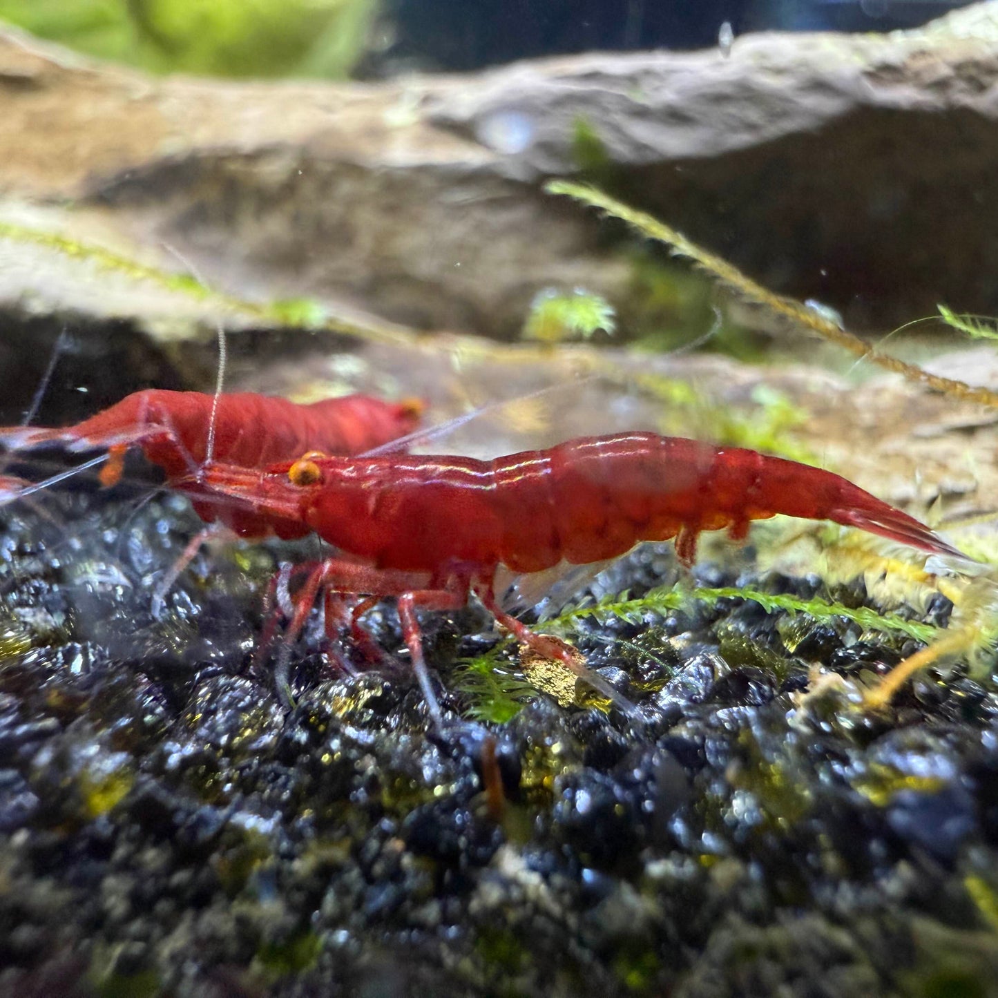 A vibrant red colored neocaridina shrimp showing off spectacular orange eye colors.