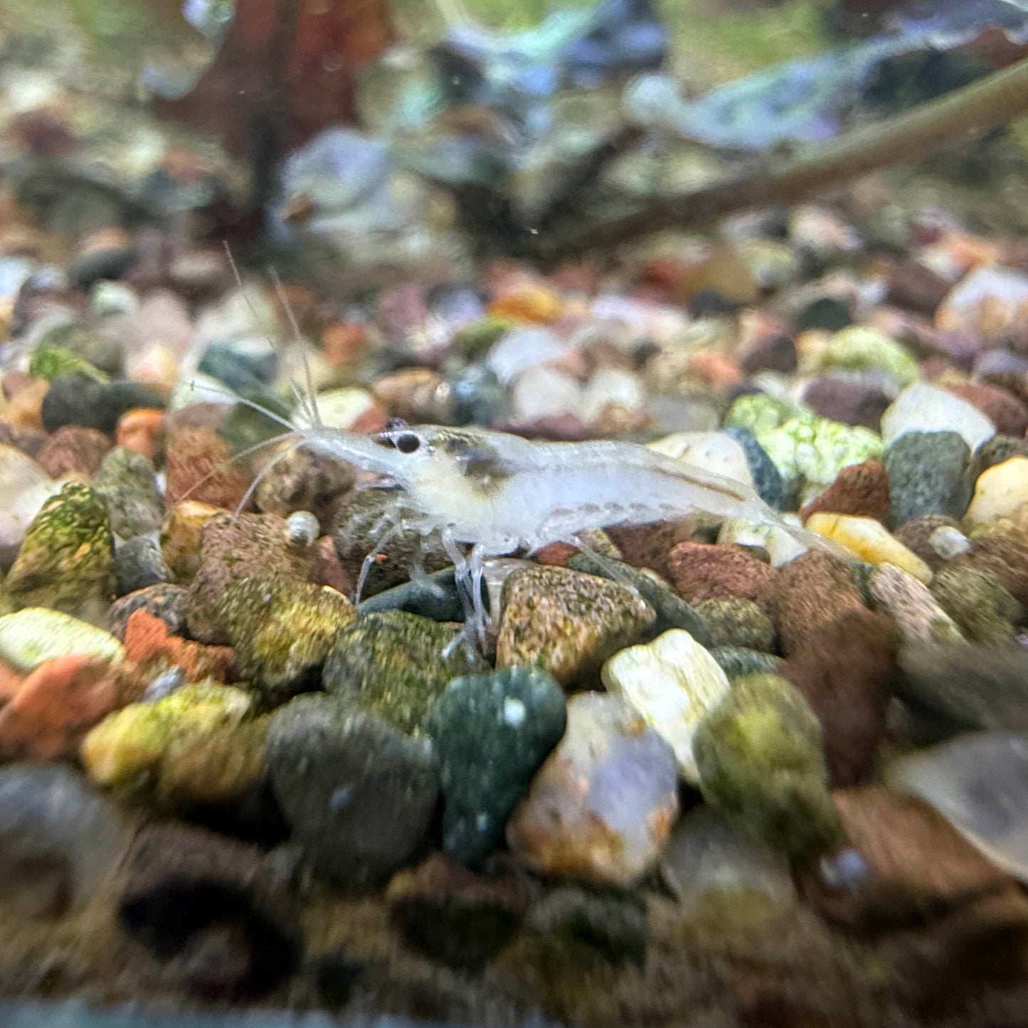 A white neocaridina shrimp, also known as snowball shrimp.