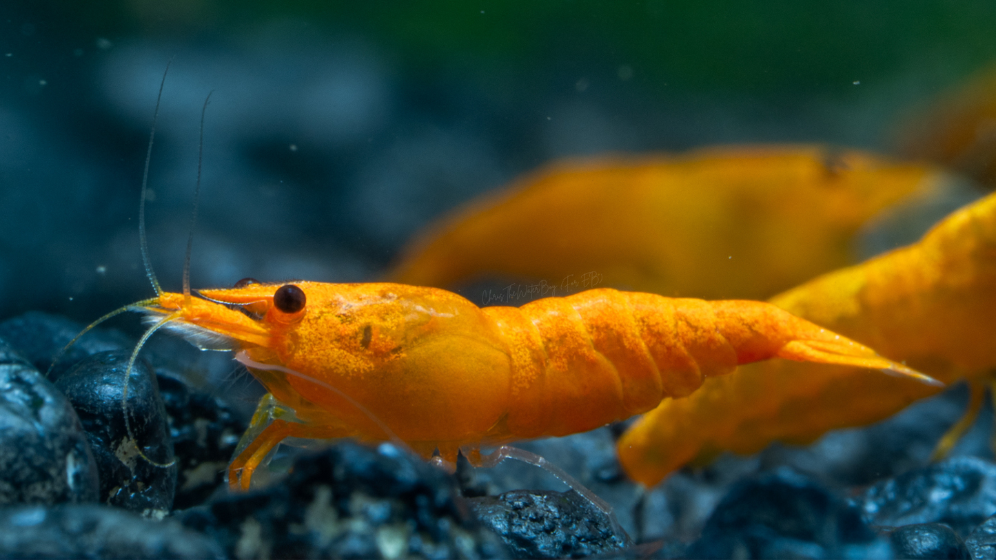Vibrant orange shrimp in an aquarium with rocks and plants.