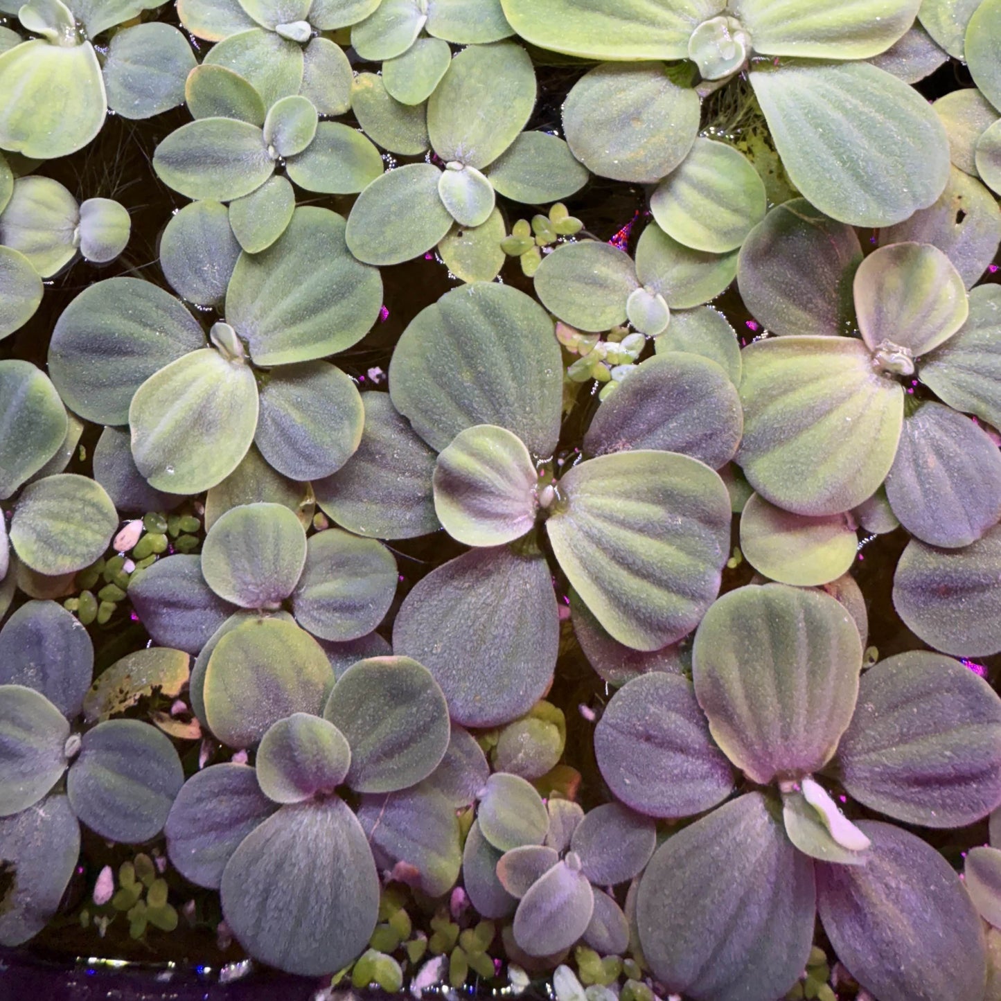 A group of healthy water lettuce floating in an aquarium.