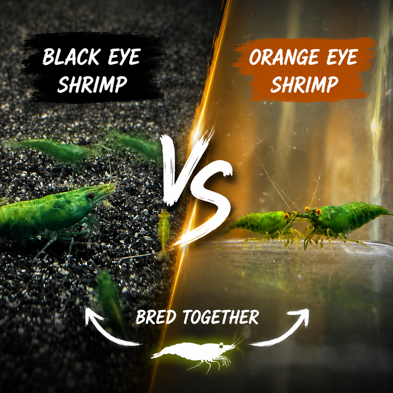 Comparison between Black Eye Shrimp and Orange Eye Shrimp with text indicating their names and a 'VS' symbol.