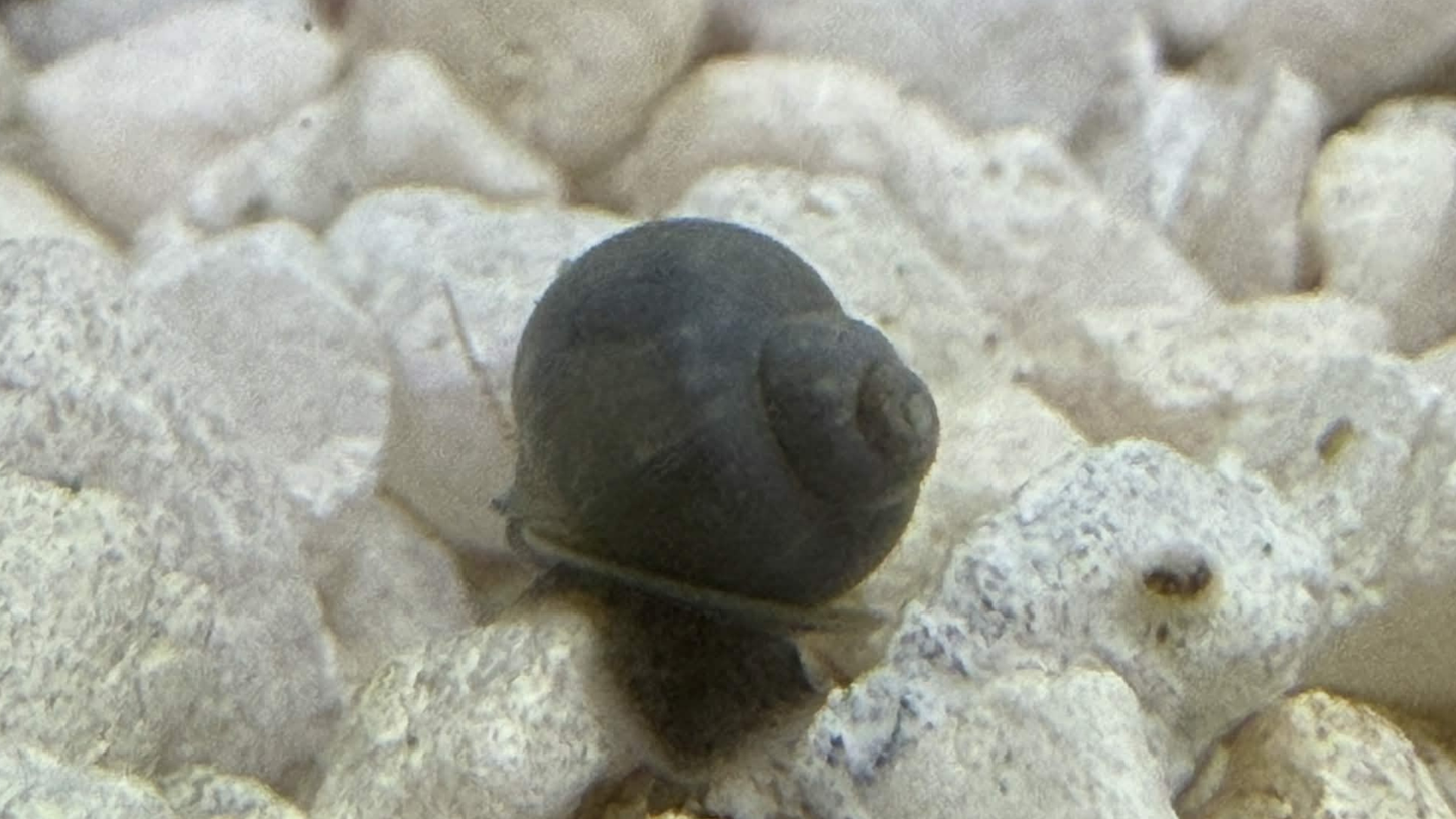 Blue mystery snail on light gravel.