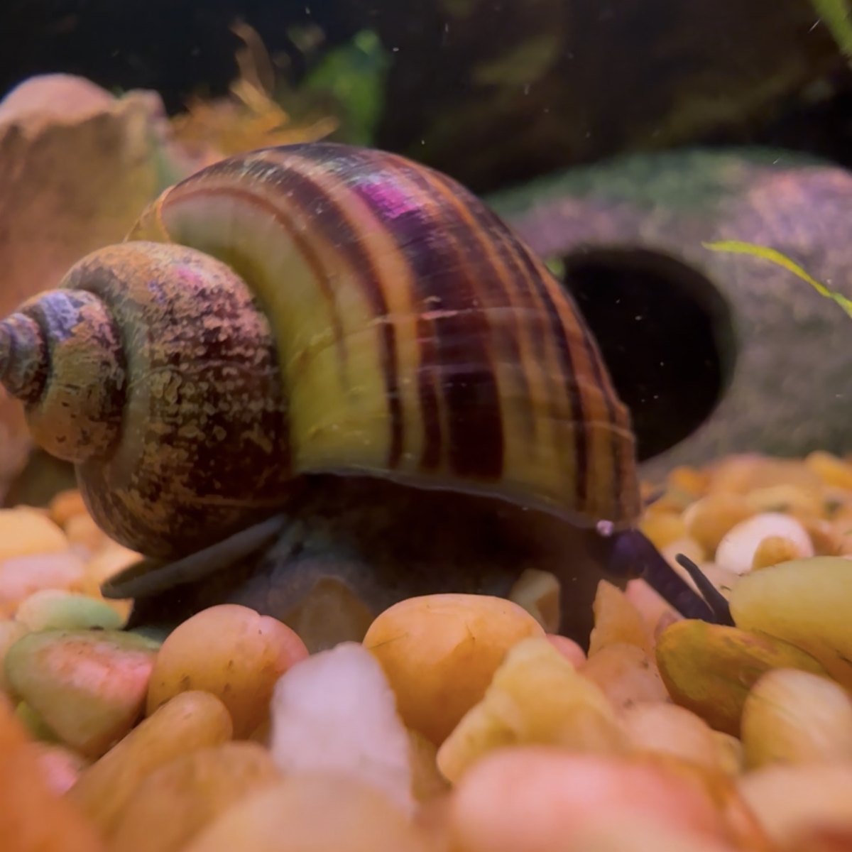 Colorful snail on a bed of multicolored stones