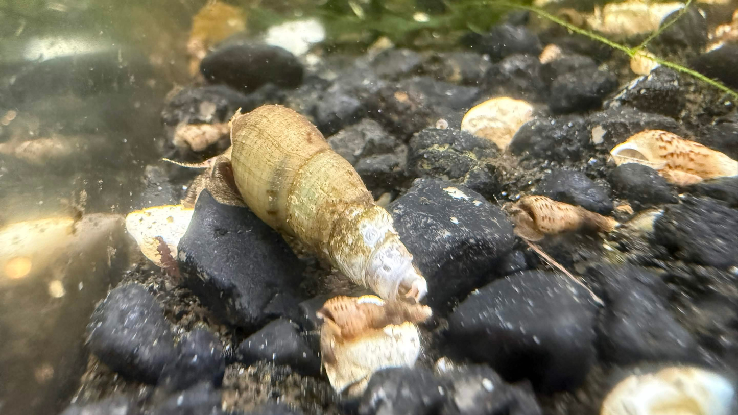 A live freshwater malaysian trumpet snail, resting on black river pebbles in a natural aquarium or pond setting.
