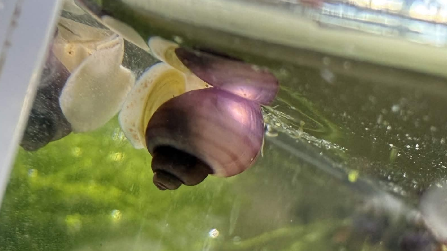 Magenta mystery snail on light gravel.
