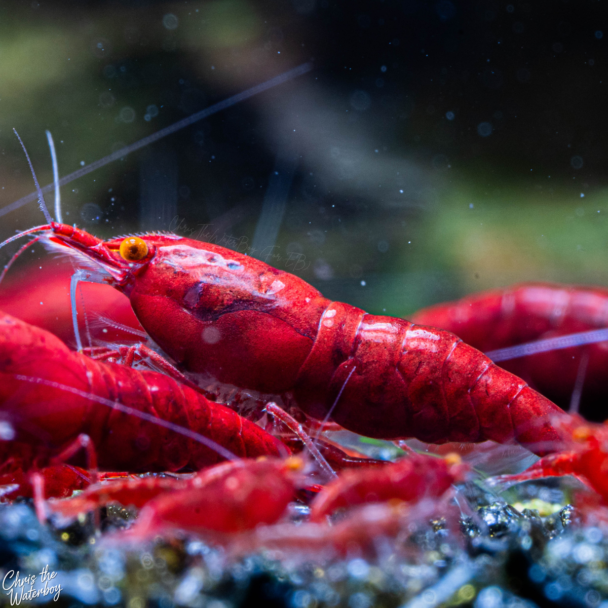A close-up underwater photograph of bright orange eye red demon neocaridina shrimp on dark, rocky seafloor texture with a blurred green and black background.