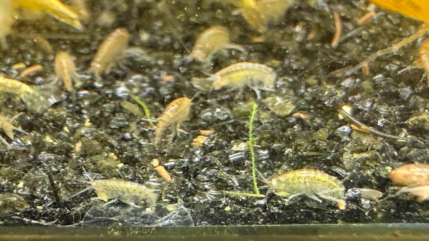 Close-up of small scuds swimming over dark substrate with organic debris.