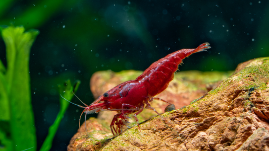New to Shrimp Keeping? Start with Hardy Neocaridina!