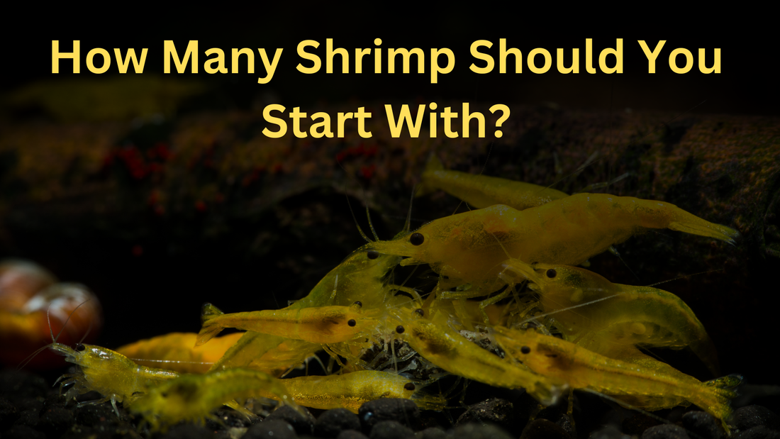 How Many Shrimp Should You Start With Guide
