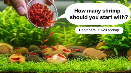 How Many Shrimp Should You Start With Guide