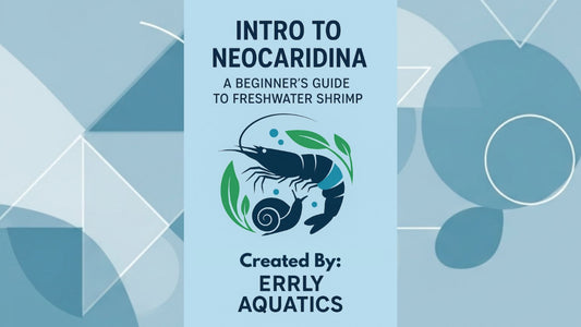 Intro to Neocaridina Shrimp