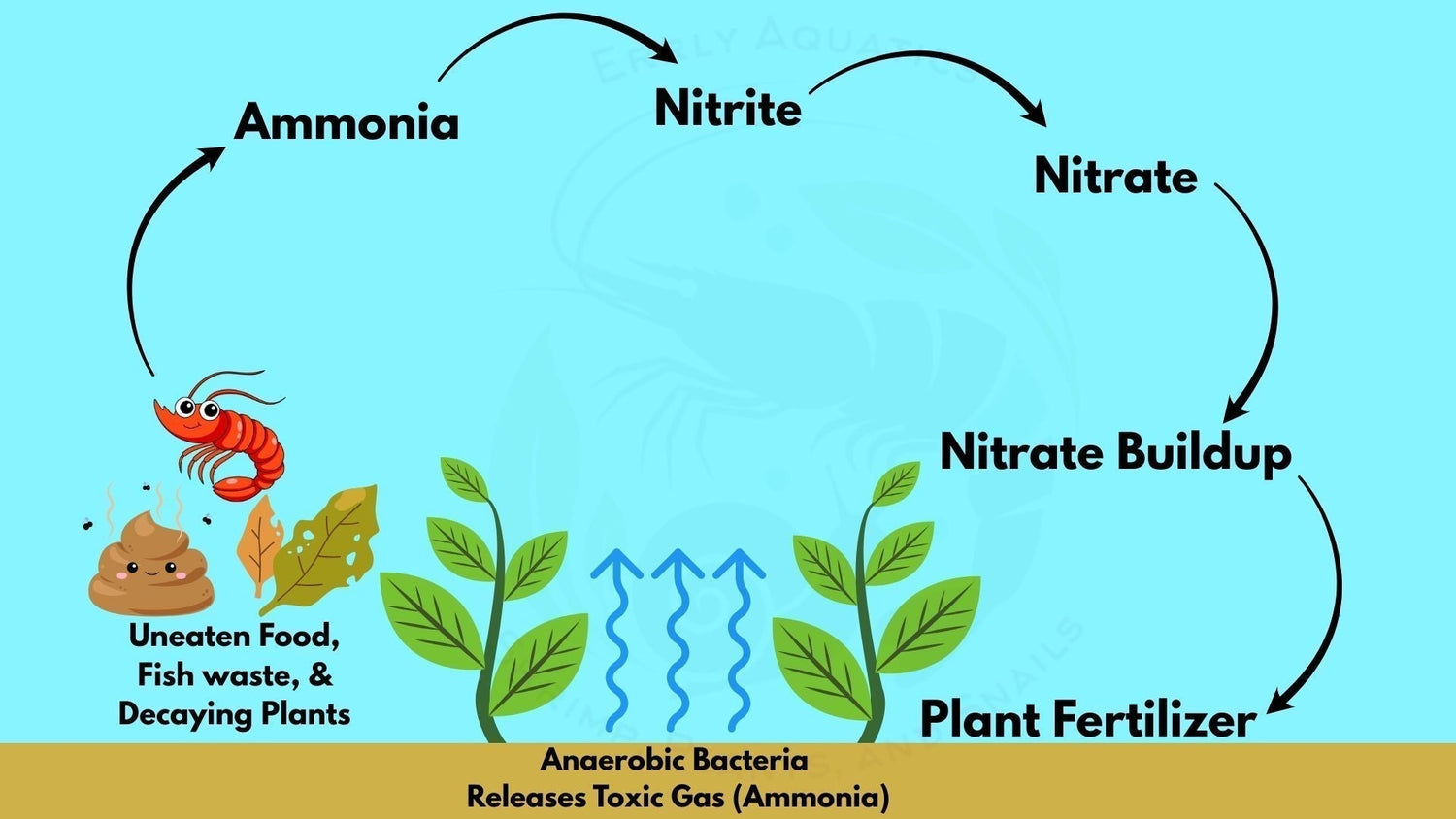 How to Cycle Your Tank – Errly Aquatics