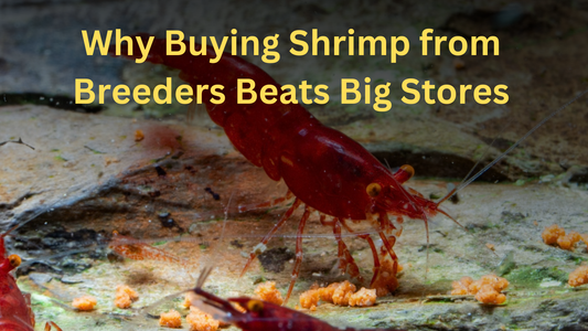 Why Buying Shrimp from Breeders Beats Big Stores