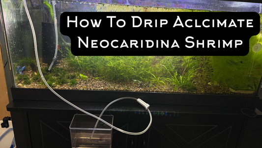 How to Drip Acclimate Neocaridina Shrimp
