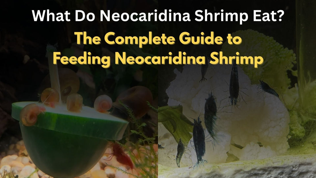 What Do Neocaridina Shrimp Eat? The Complete Guide to Feeding Neocaridina Shrimp