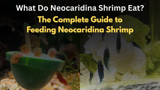 What Do Neocaridina Shrimp Eat? The Complete Guide to Feeding Neocaridina Shrimp