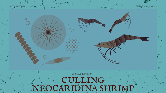 How to Cull Shrimp for Better Colors and Health