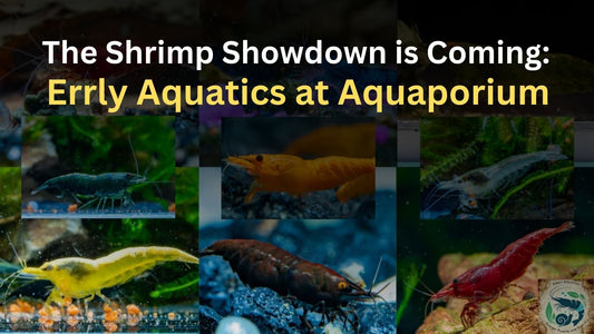 The Shrimp Showdown is Coming: Errly Aquatics at Aquaporium