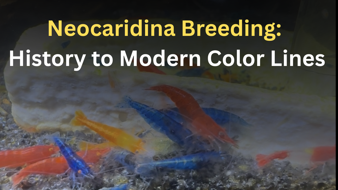 Neocaridina Shrimp Breeding: From Wild Streams to Designer Color Lines