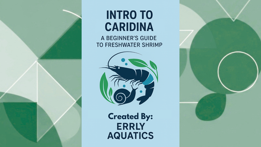 Intro to Caridina Shrimp: A Beginner’s Guide