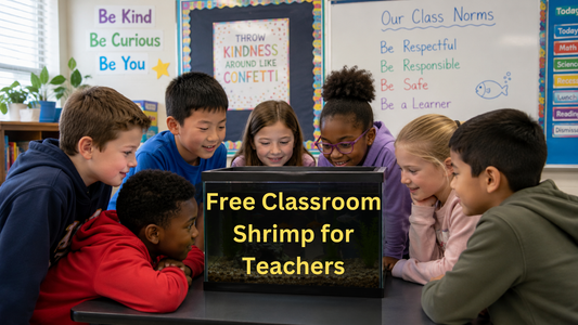 Free Classroom Shrimp for Teachers