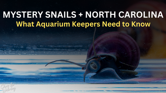 Mystery Snails Are Illegal in North Carolina: What Aquarium Keepers Need to Know