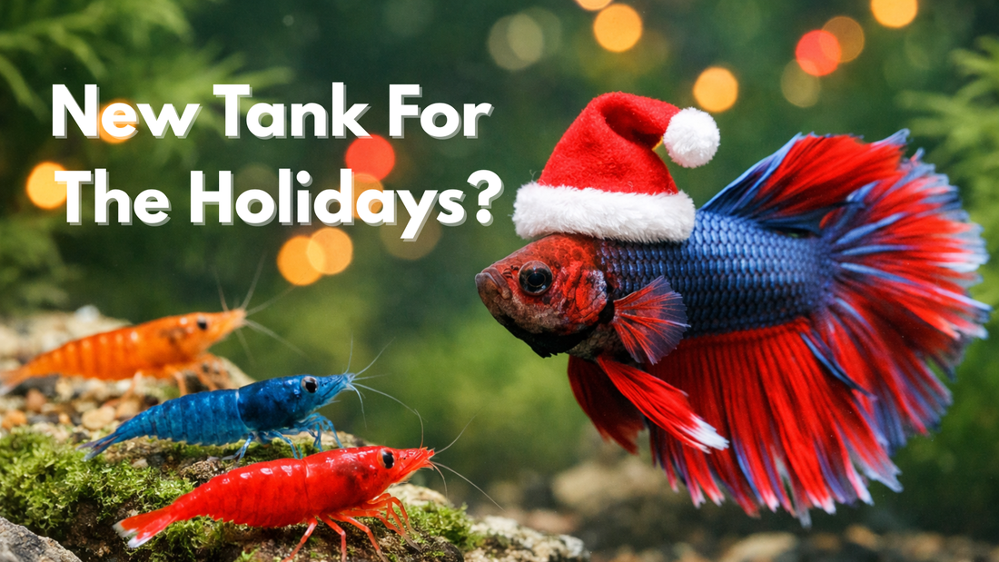 New Tank for the Holidays? Read This Before Adding Shrimp or Fish