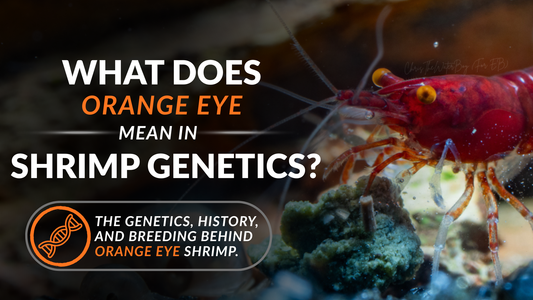 What Does Orange Eye Mean in Shrimp Genetics?