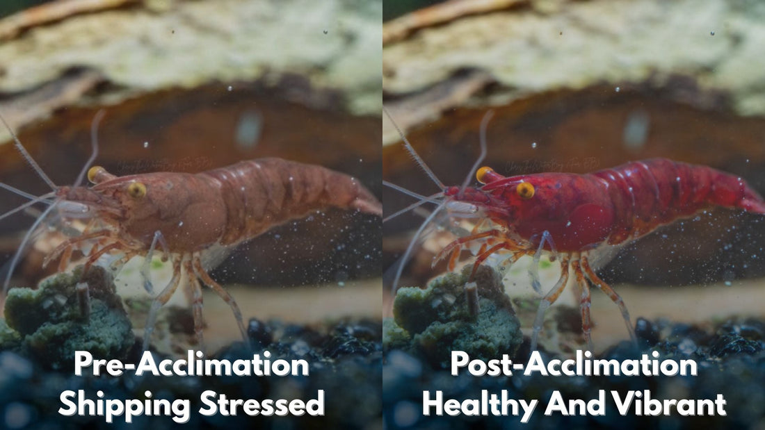 Why Don’t My Orange Eye Shrimp Look Orange After Shipping?