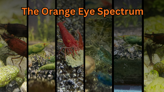 The Orange Eye Spectrum: Are All Orange Eye Neocaridina Really the Same?