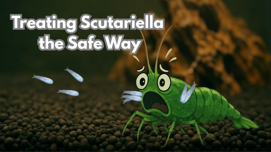 Scutariella Treatment: How to Safely Remove Neocaridina Parasites with a Salt Dip