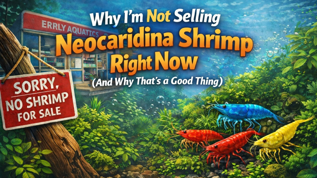 Why I’m Not Selling Shrimp Right Now (And Why That’s a Good Thing)