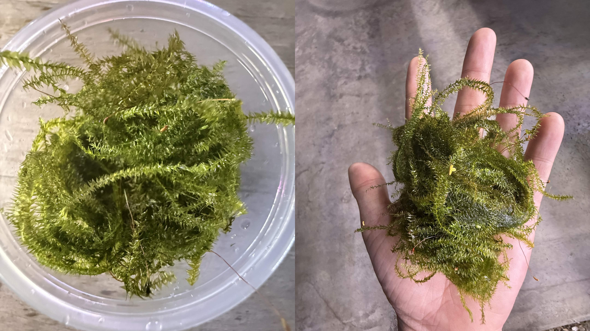 A split-screen photo showing green java moss. The left side shows the material inside a clear plastic 4 ounce tub, and the right side shows a hand holding a clump of the same java moss against a gray concrete-like background.
