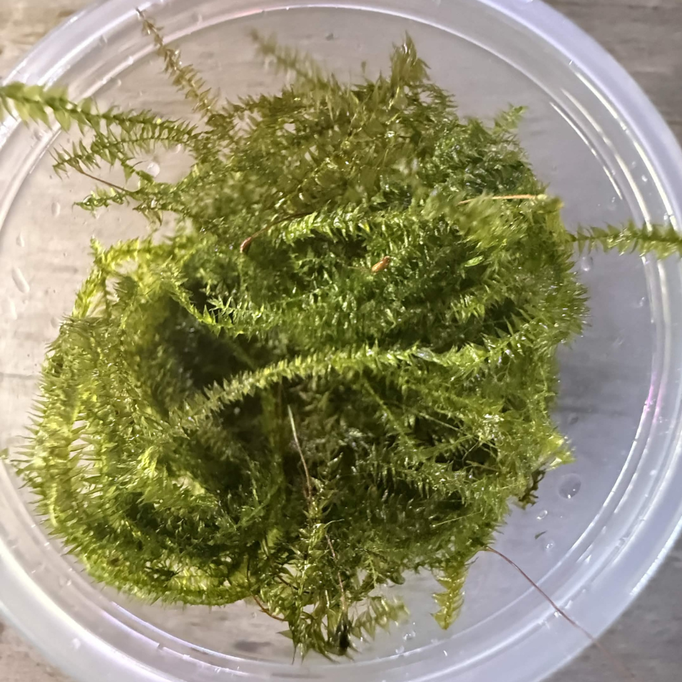 Green java moss inside a clear plastic 4 ounce round container, shown from a top-down view on a light wood surface.