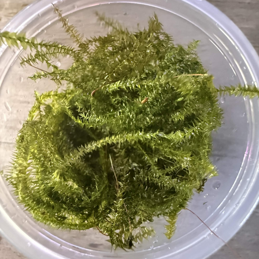 Green java moss inside a clear plastic 4 ounce round container, shown from a top-down view on a light wood surface.