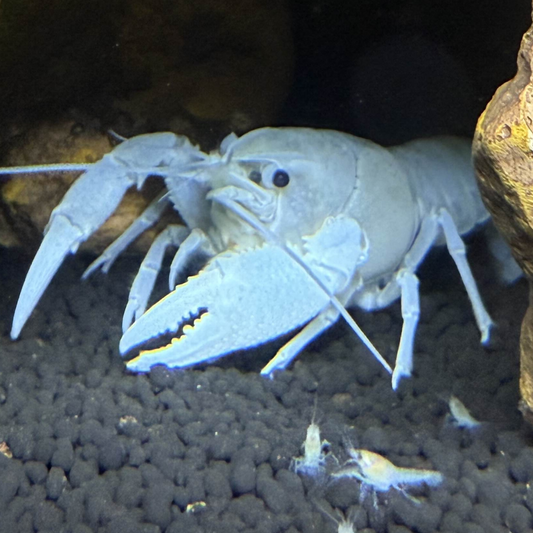 White Crayfish in an aquarium setting with rocks and gravel.