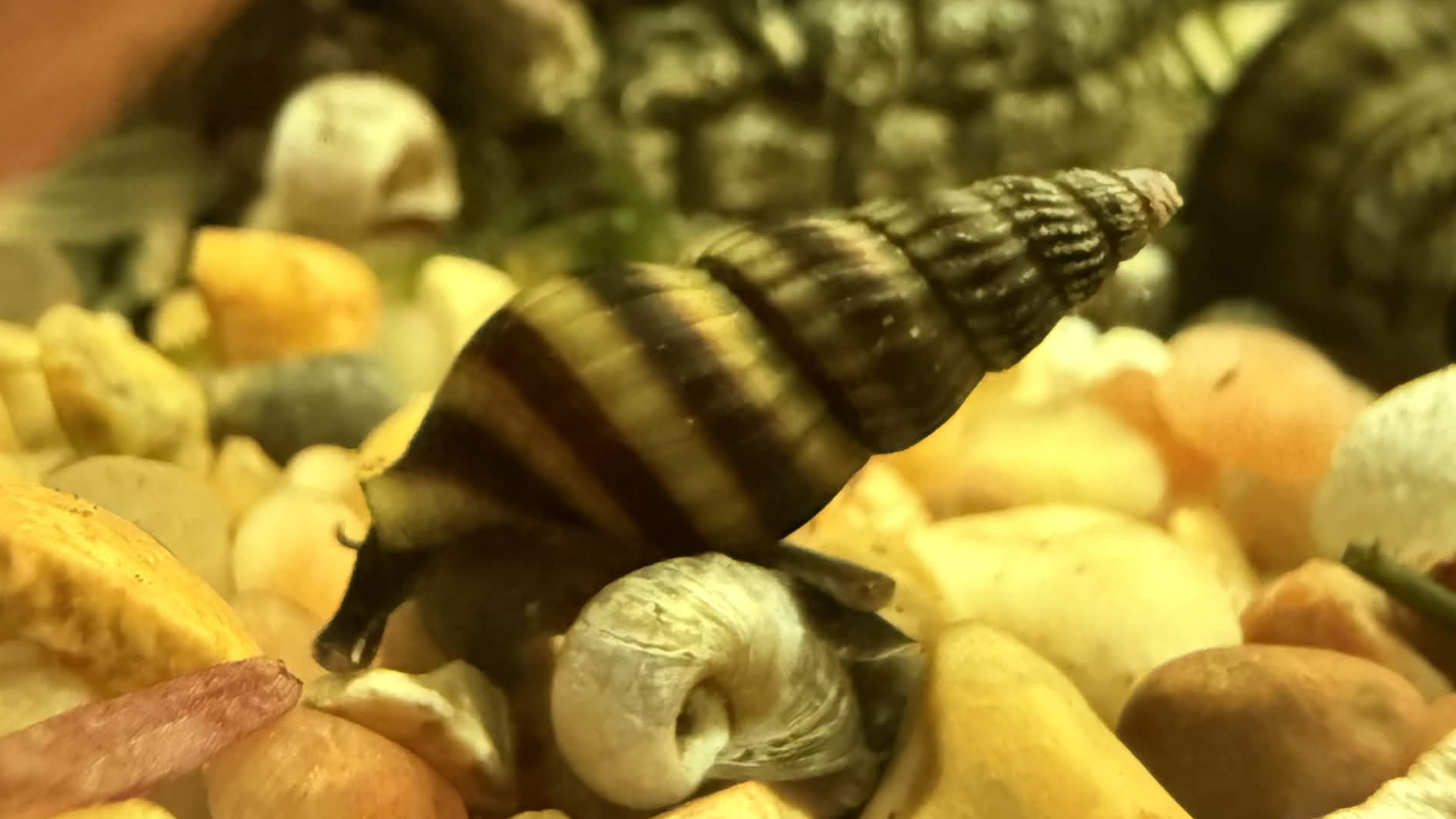 A close-up of a striped brown and beige spiral assassin snail crawling over small yellow, white, and tan pebbles in a natural-looking setting.