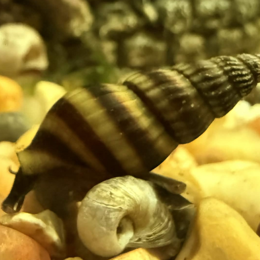 A close-up of a striped brown and beige spiral assassin snail crawling over small yellow, white, and tan pebbles in a natural-looking setting.