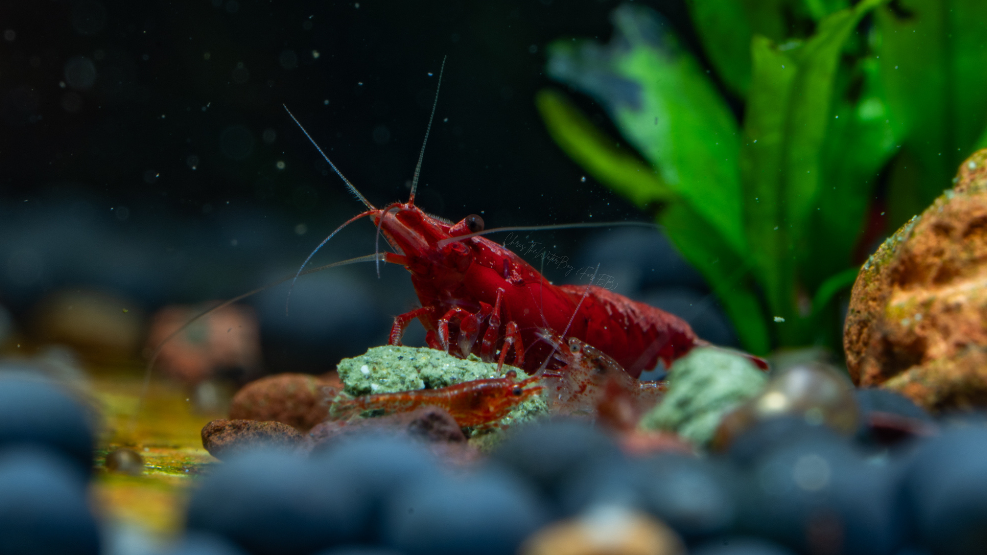 Vibrant Red, bloody mary neocaridina shrimp in an aquarium with rocks and plants.