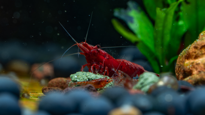 Vibrant Red, bloody mary neocaridina shrimp in an aquarium with rocks and plants.