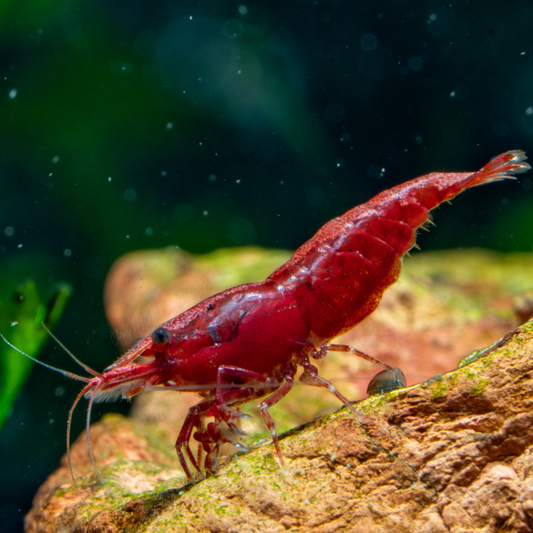 Vibrant Red shrimp in an aquarium with rocks and plants.